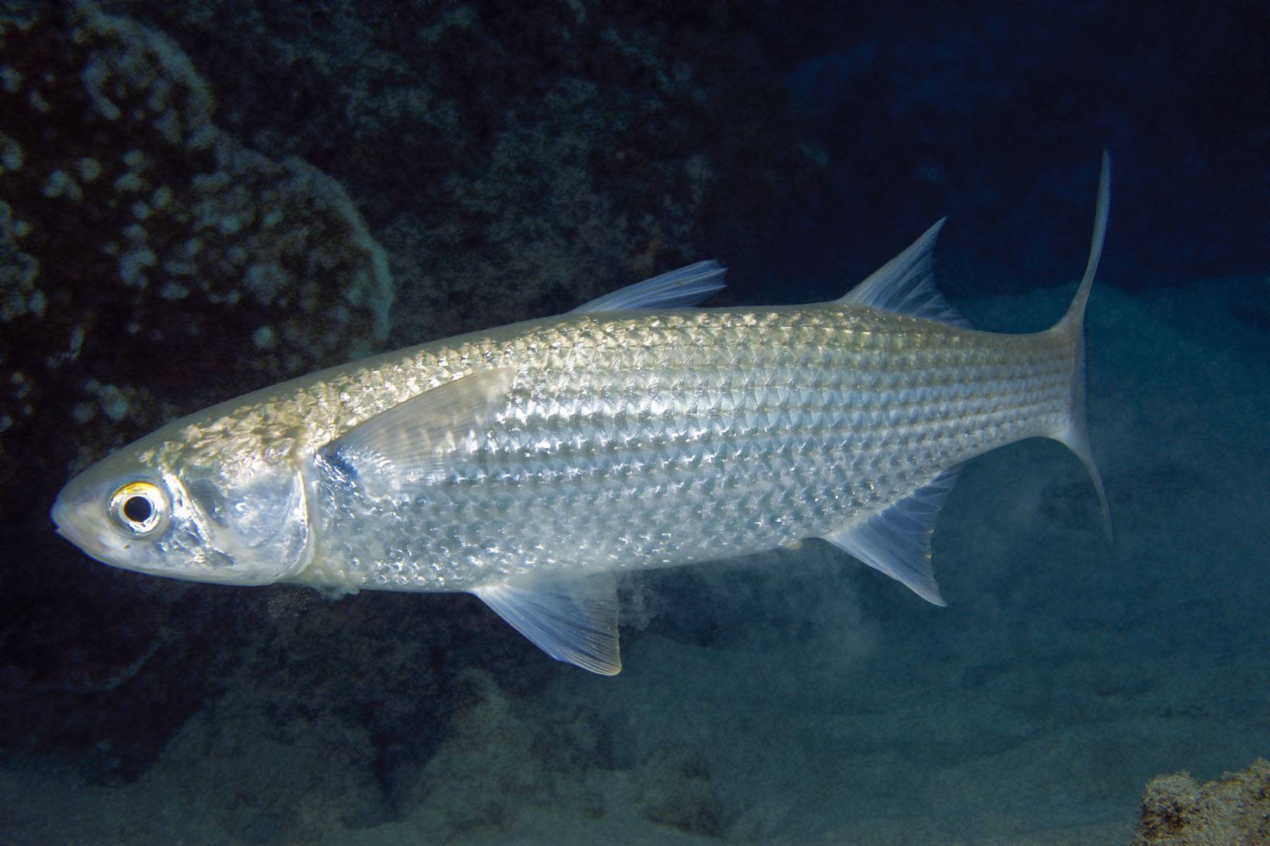 Рыба «албула» фото и описание