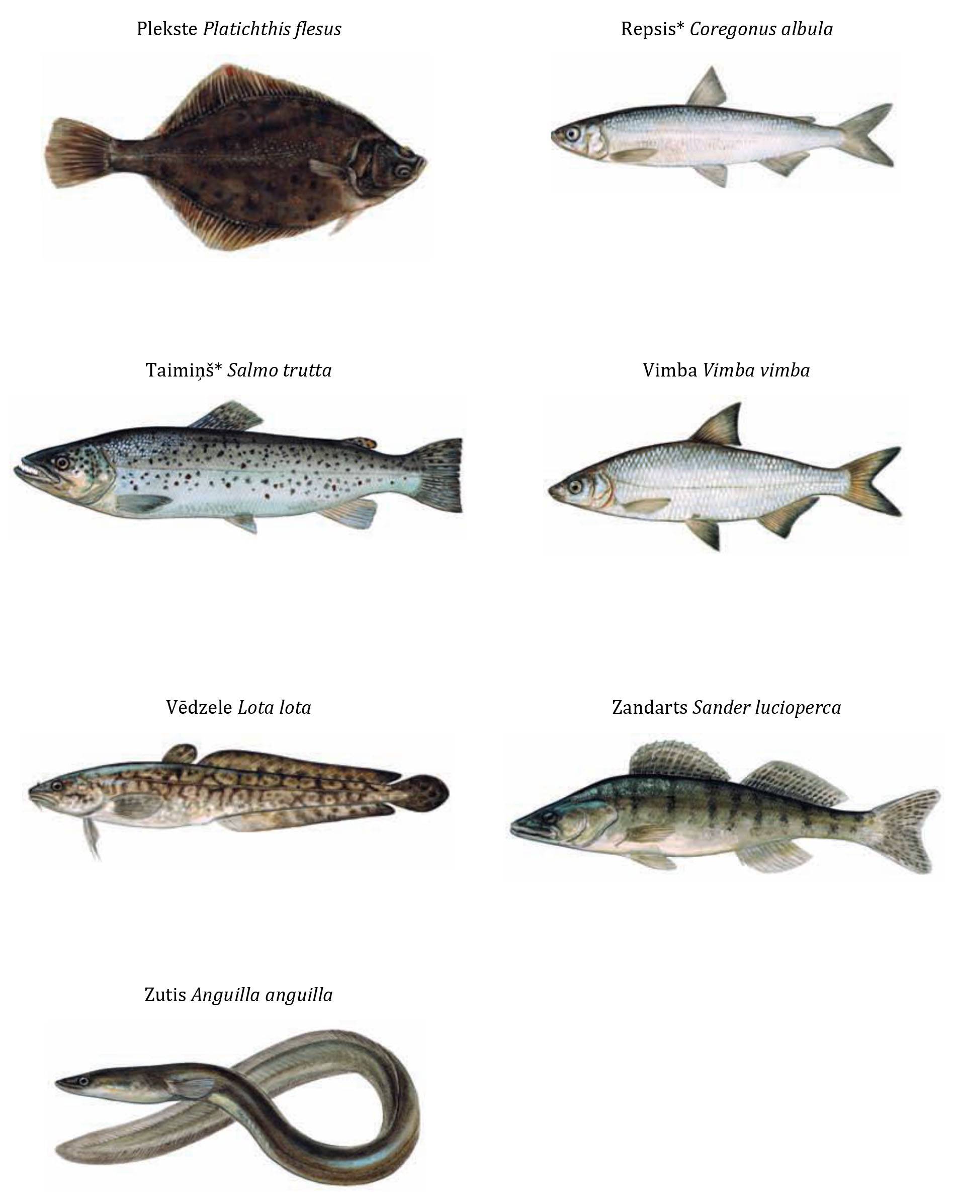Рыба альбула: описание, виды, образ жизни, среда обитания и размножение