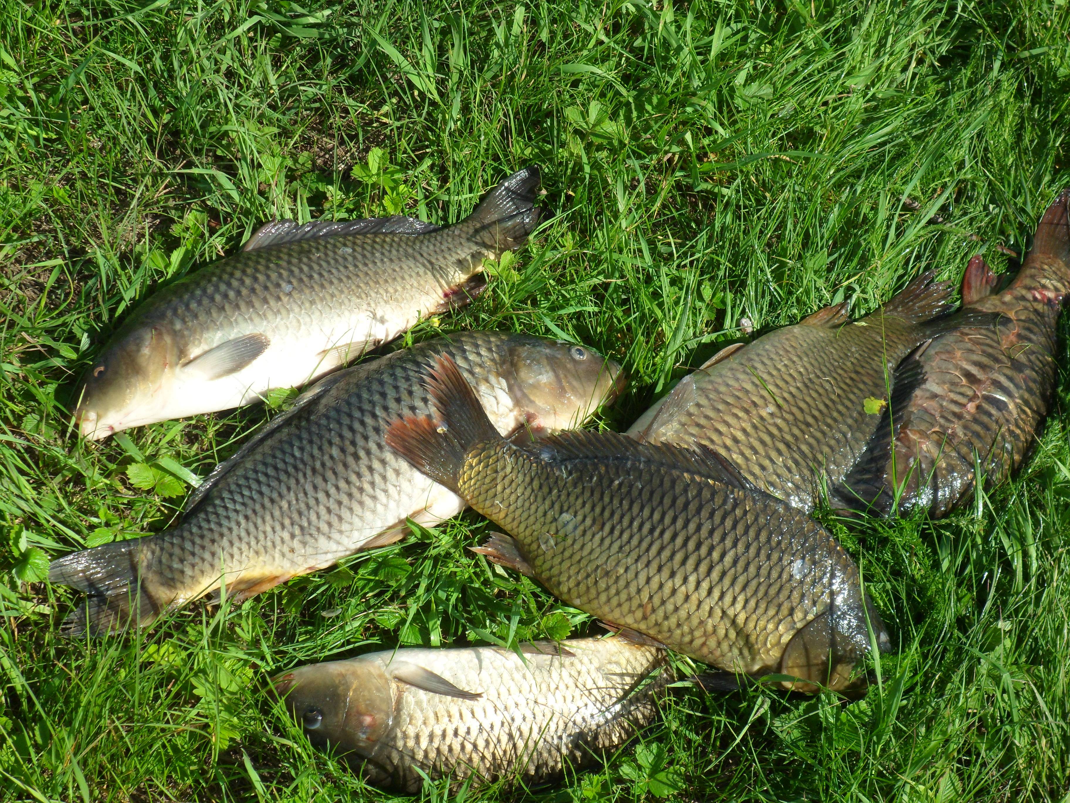Рыбалка в рязанской области - читайте на сatcher.fish