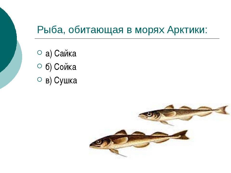 Сайга рыба – фото, приготовление, польза и вред