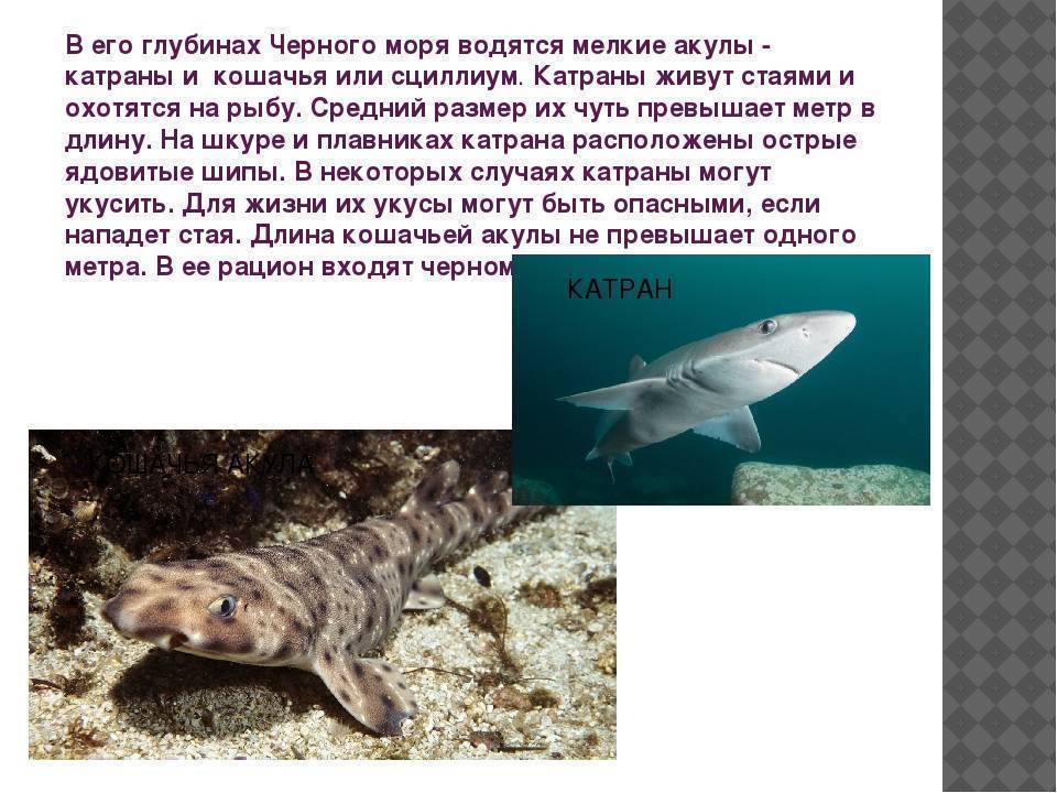 Черноморский катран: внешний вид и место обитания, размножение акул и взаимодействие с человеком