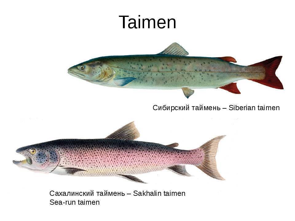 Таймень, или обыкновенный таймень (лат. hucho taimen)