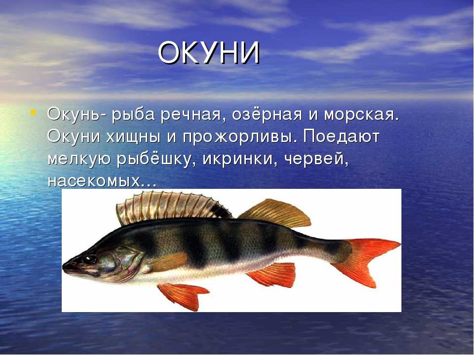 Рыба судак (морская и речная): где водится, описание, образ жизни, техника ловли