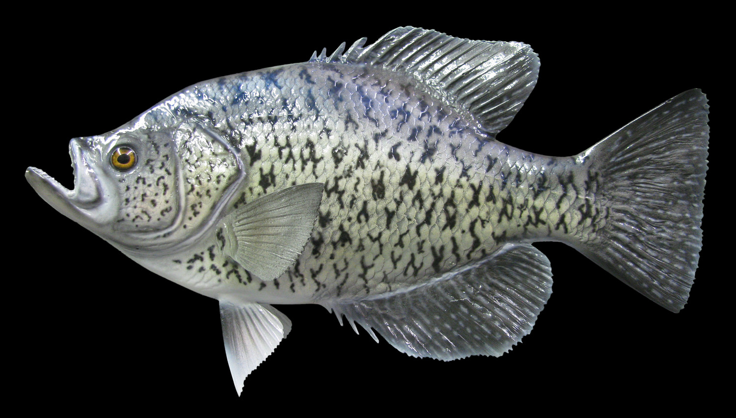 Рыба «лаврак пятнистый» фото и описание