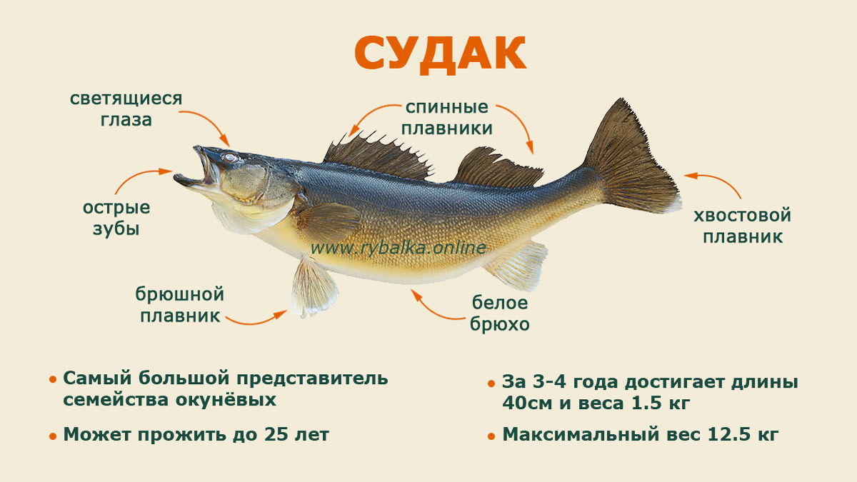Рыба берш: отличие от судака, описание, как выглядит, где обитает и на что ловить, образ жизни рыбы, рецепты