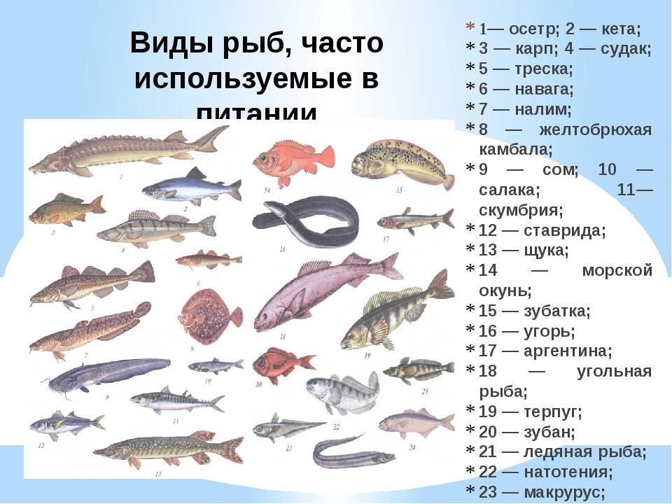 Рыба без костей: морская и речная | список с названиями