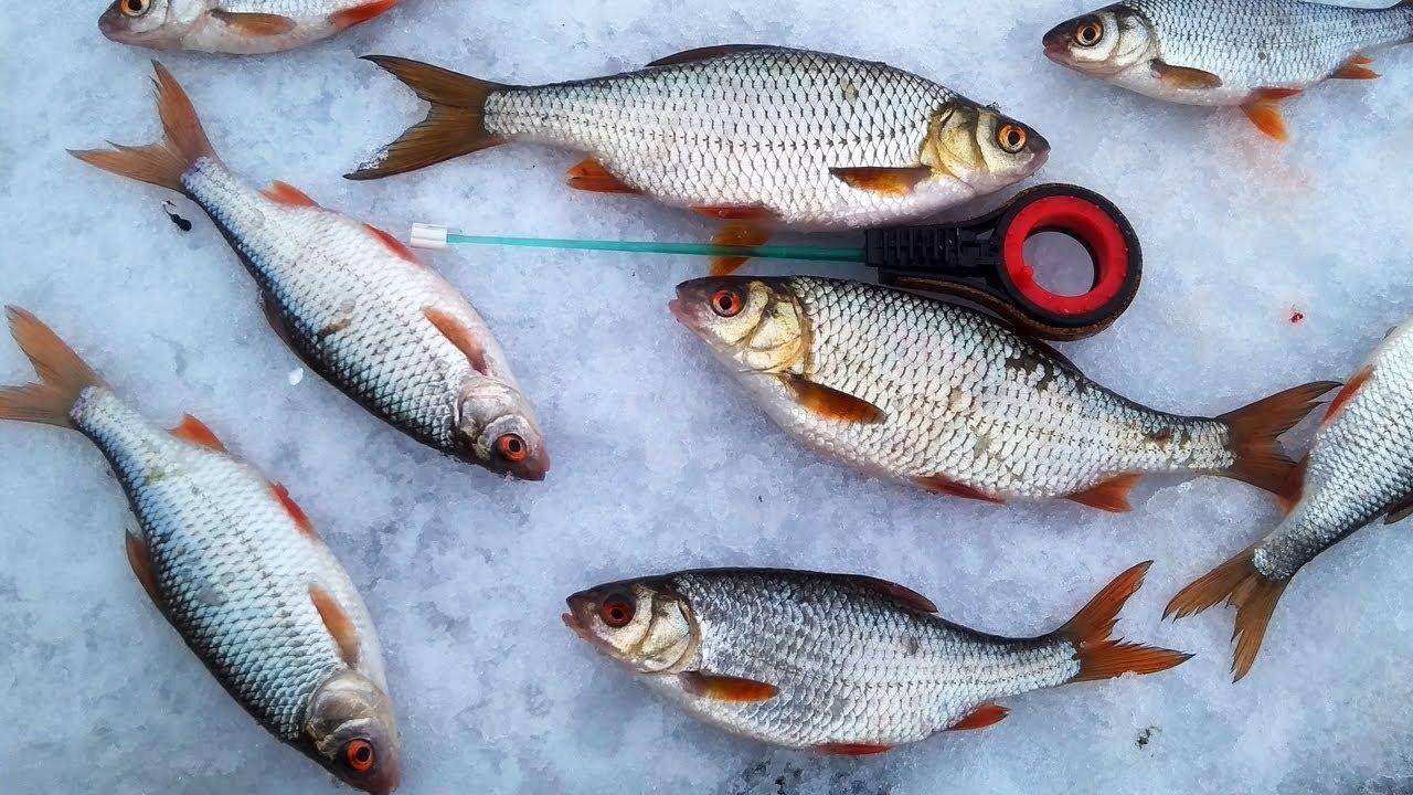 Ловля плотвы - наживки и снасть: 28 советов для рыбаков, уважающих плотву - читайте на сatcher.fish