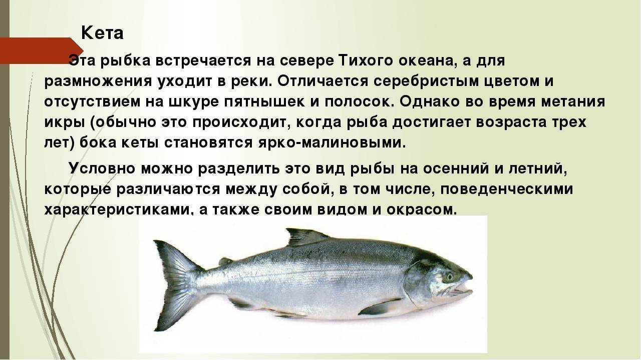 Рыба кета является проходной: размножается один раз в жизни
