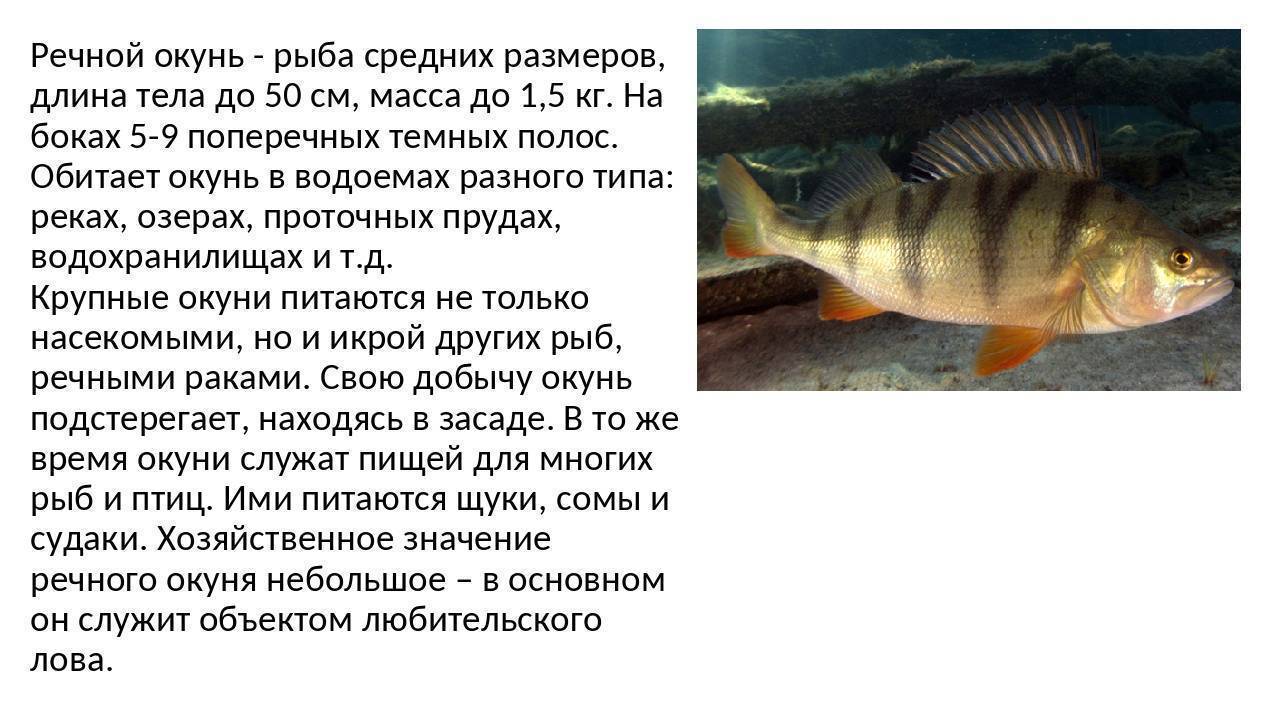 Рыба речной окунь