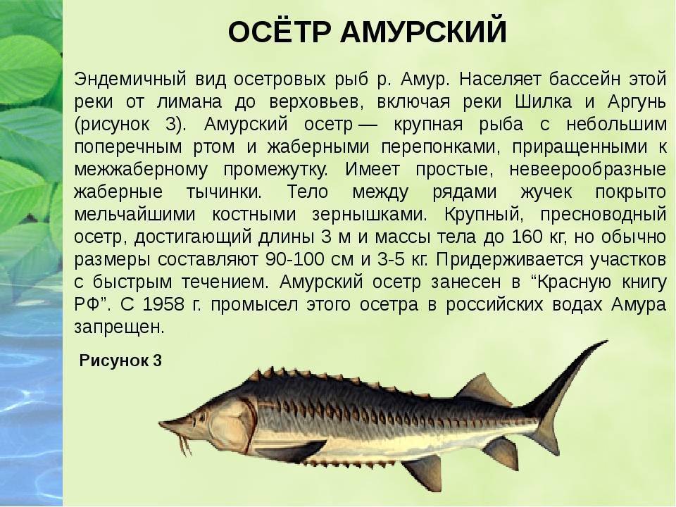 Стерлядь в аквариуме: фото рыбок, содержание, разведение, совместимость, видео
стерлядь в аквариуме: фото рыбок, содержание, разведение, совместимость, видео