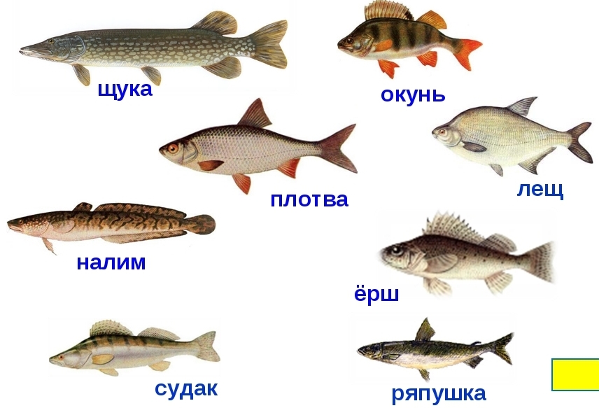 Рыболовные снасти: поплавок, фидер, пикер, спиннинг, нахлыст, троллинг