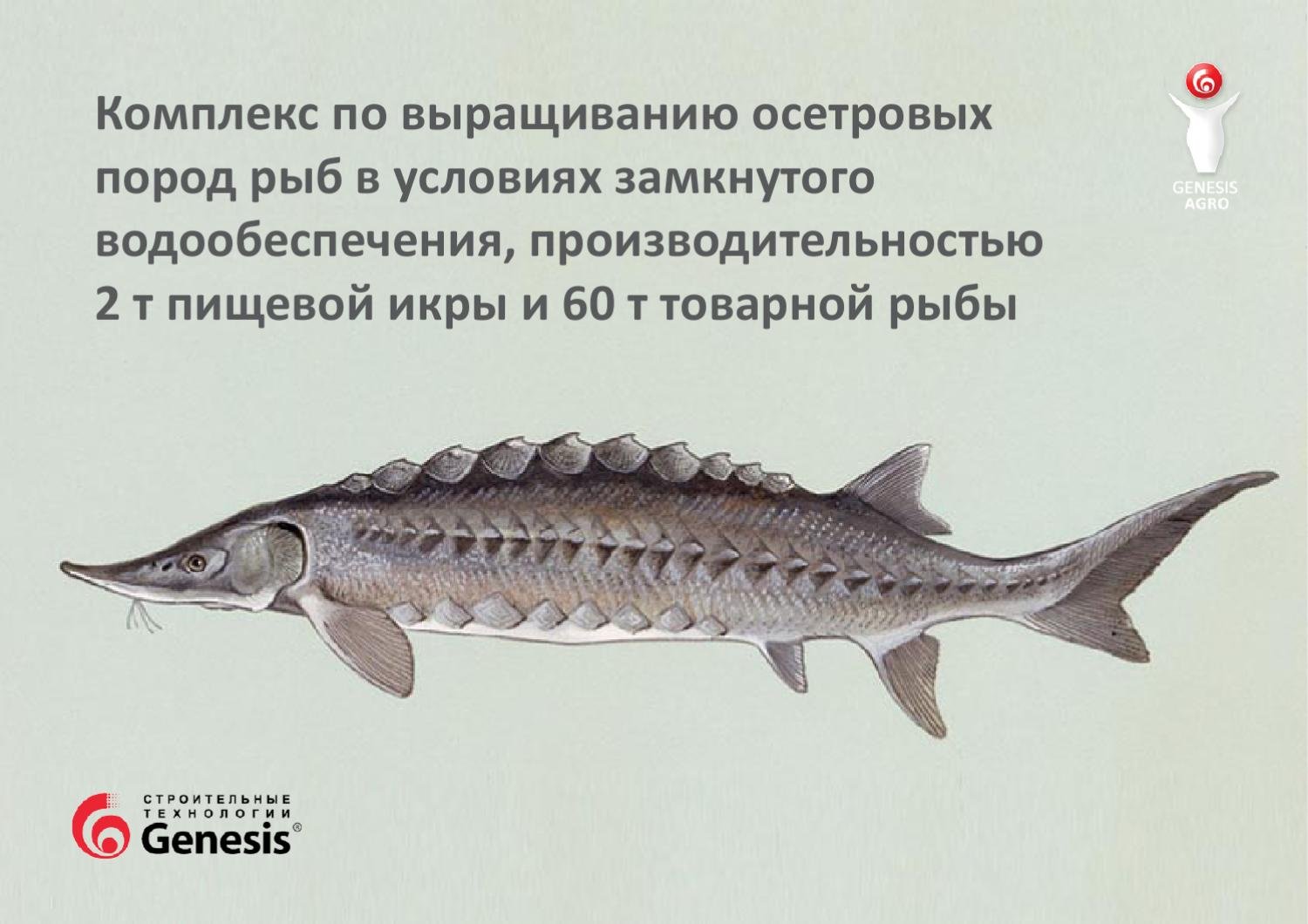Ценнейшая рыба осетр - ореол и среда обитания, чем питается, как размножается и где разрешено ловить