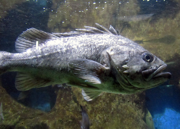 Рыба «окунь длинноплавничный» фото и описание