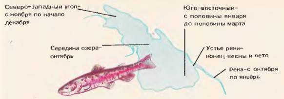 Севанская форель википедия