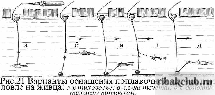 Как поймать щуку на живца летом: на удочку и спиннинг в 2022 году