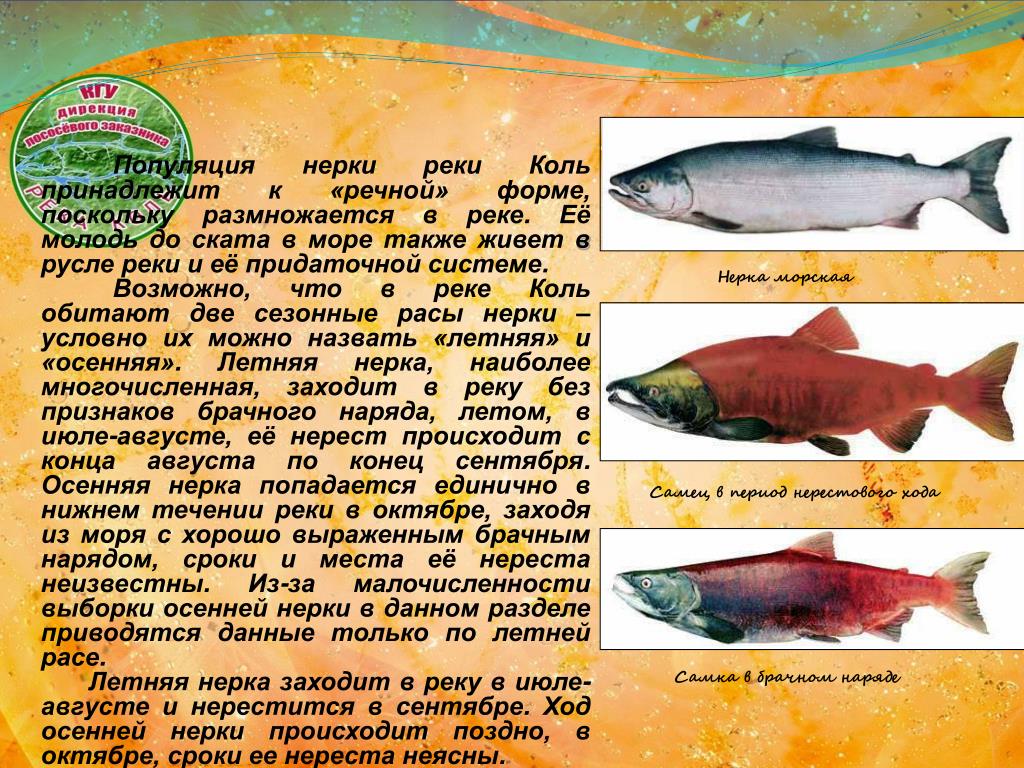 Что за рыба нерка: где обитает, чем питается, полезные свойства