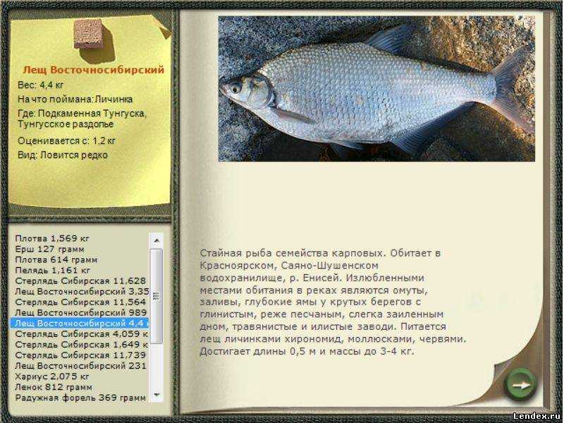 Список рыб бассейна реки амур (обновляемый) - страница 3 из 11