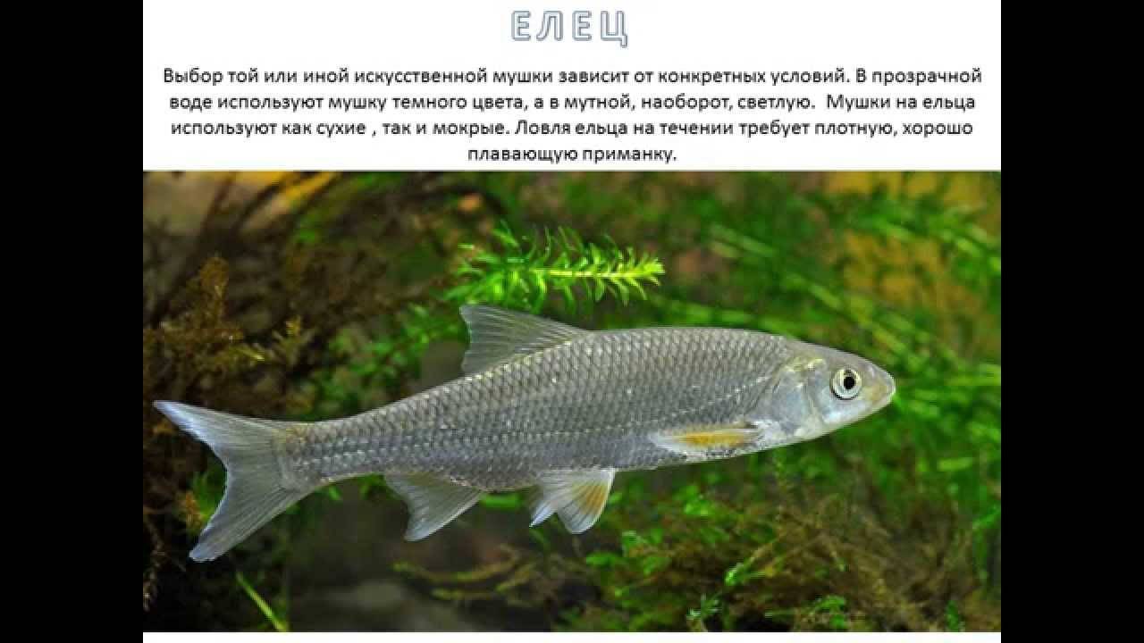 Рыба елец: описание и рыбалка - читайте на сatcher.fish