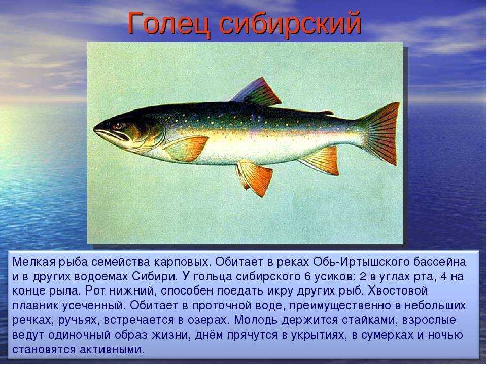 Рыба голец польза и вред, где водится рыба, вкусные рецепты приготовления, засолка