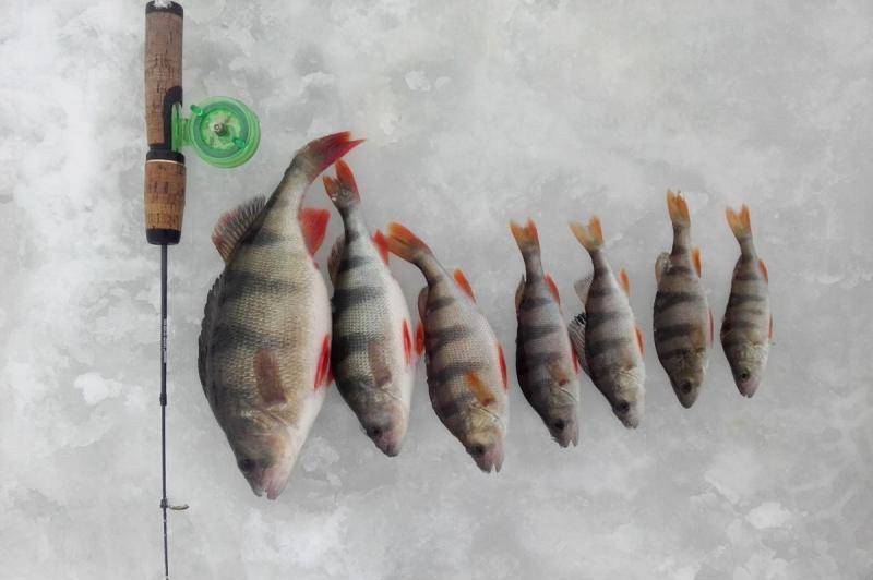 Рыбалка по первому льду - способы ловли, тактика и снасти