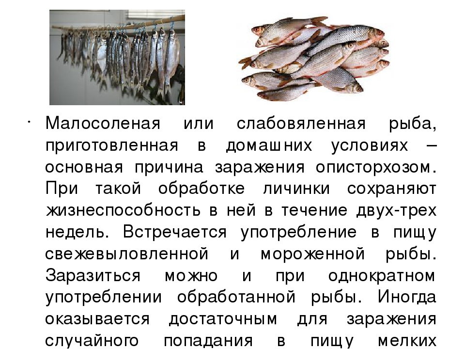 Рыба сырок (пелядь)