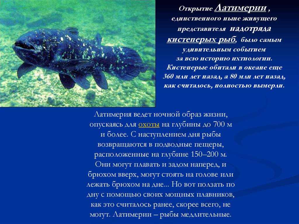 Латимерия - севастопольский аквариум