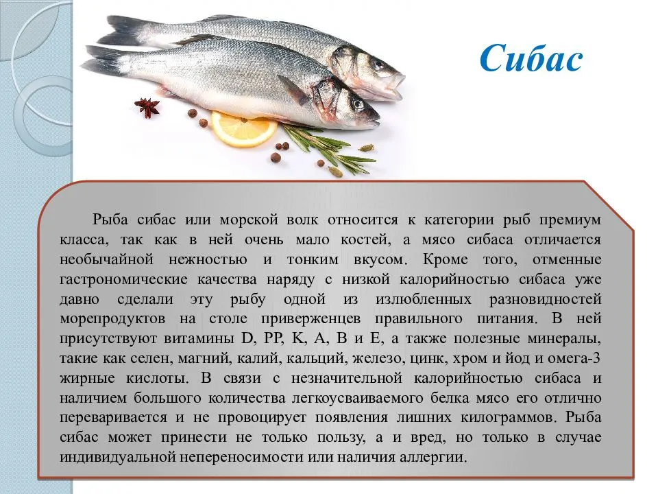 Голец — что за рыба и чем полезна?