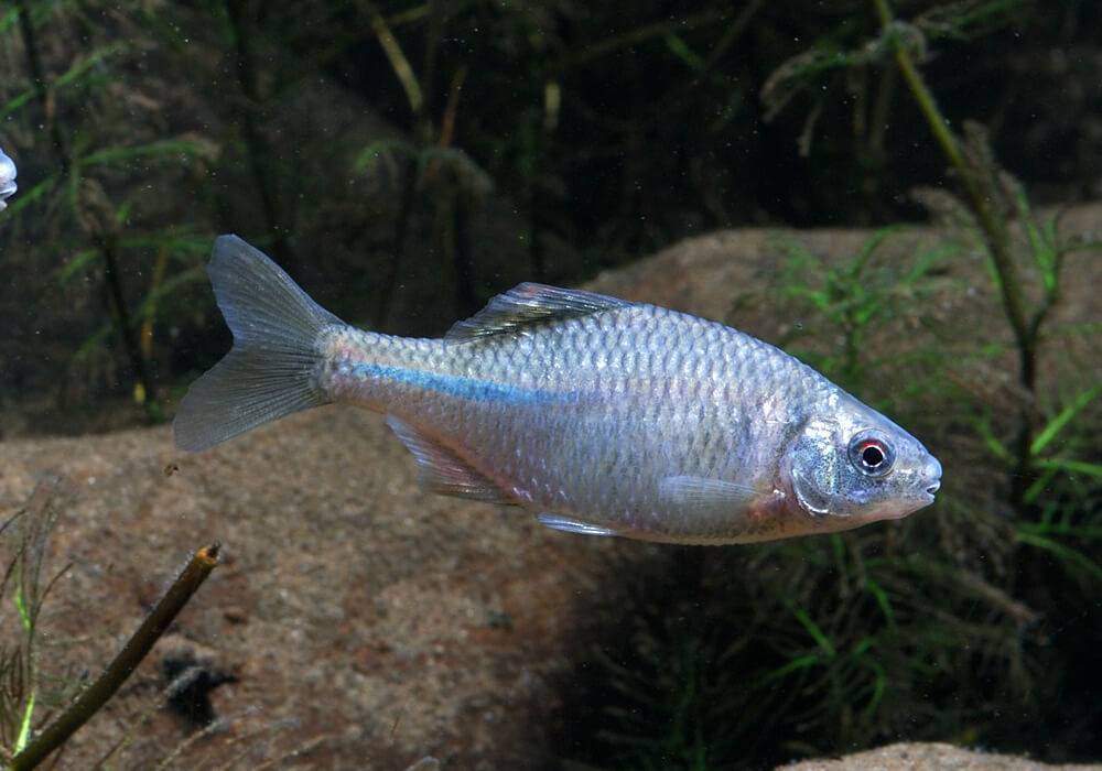 Рыба горчак: биологическая характеристика вида и способы ловли