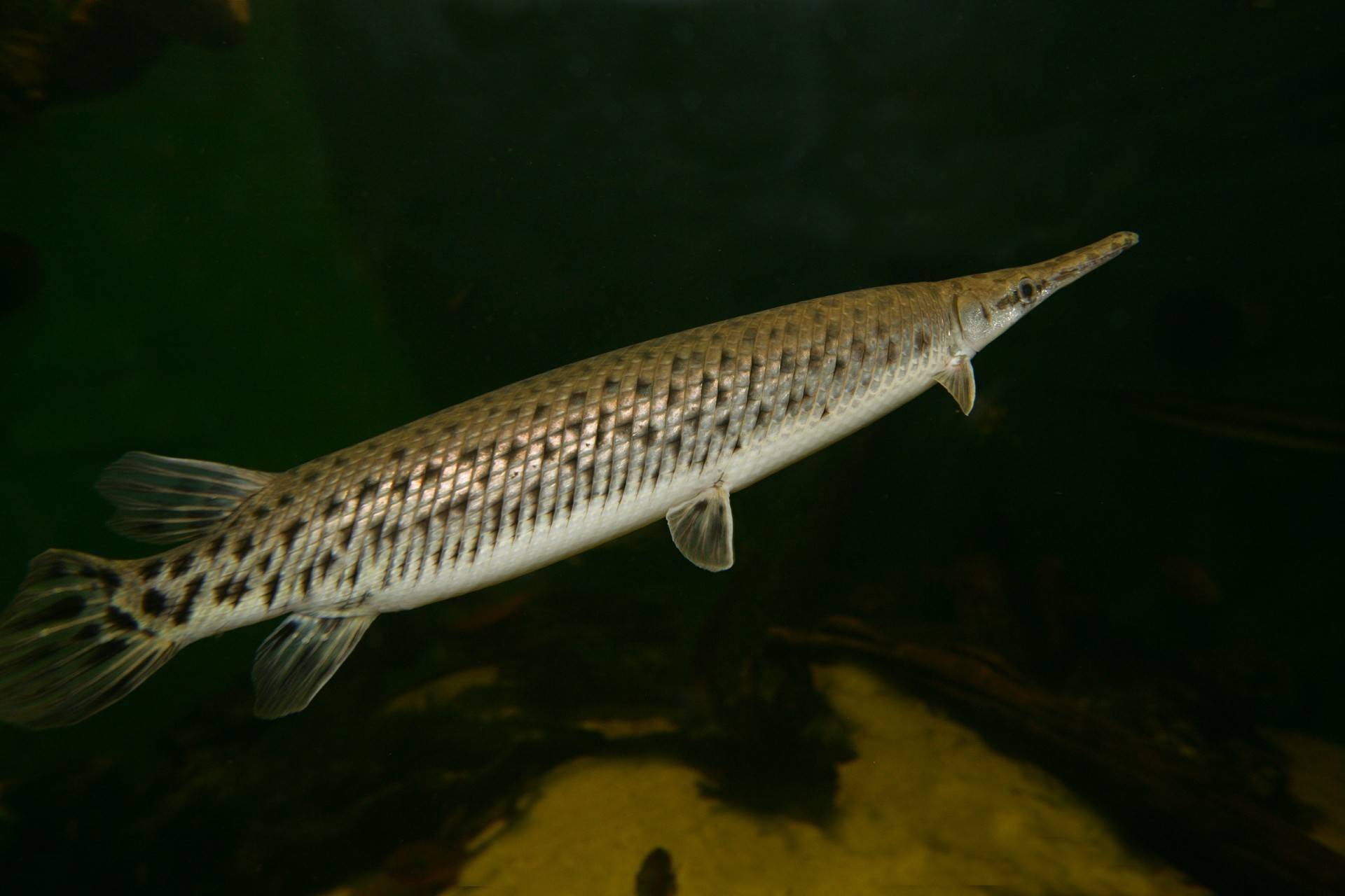 Панцирник миссисипский фото и описание – каталог рыб, смотреть онлайн