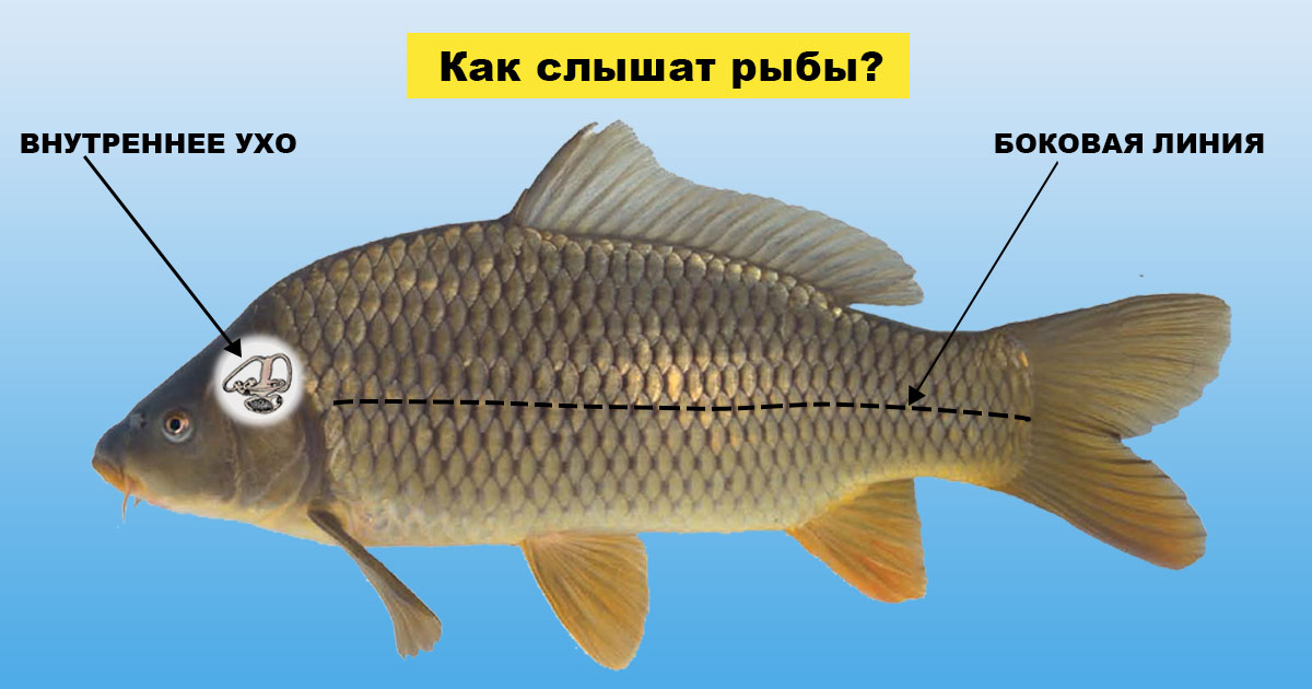 Органы чувств рыб, строение и их функции