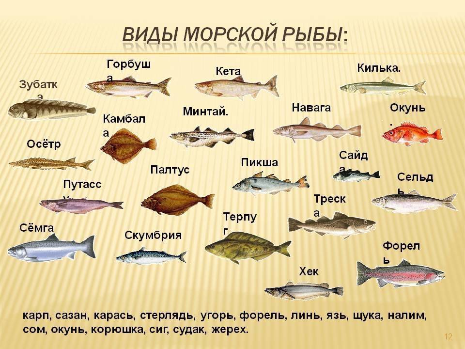 Список осетровых рыб: названия, описание и фото, какие рыбы относятся