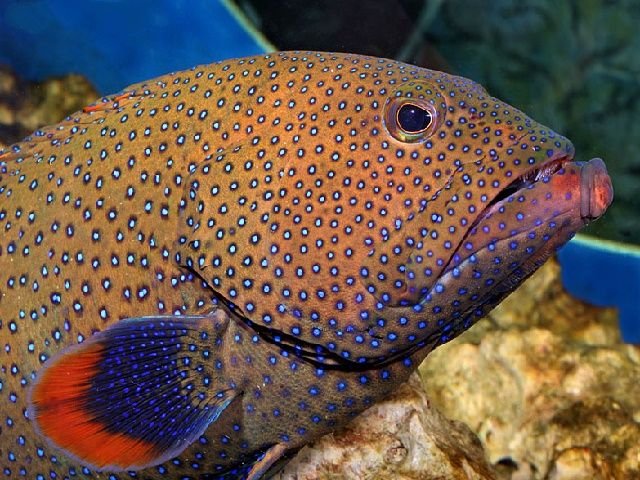 Рыба «Группер краснопятнистый» фото и описание