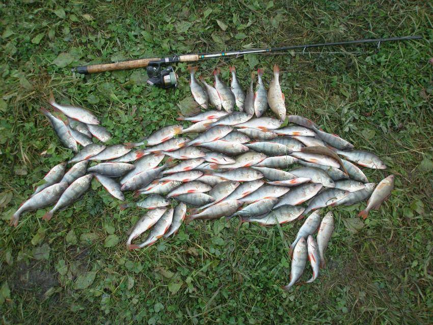 Платная рыбалка в республике мордовии: рыболовные туры, охотничьи базы и водоемы мордовии