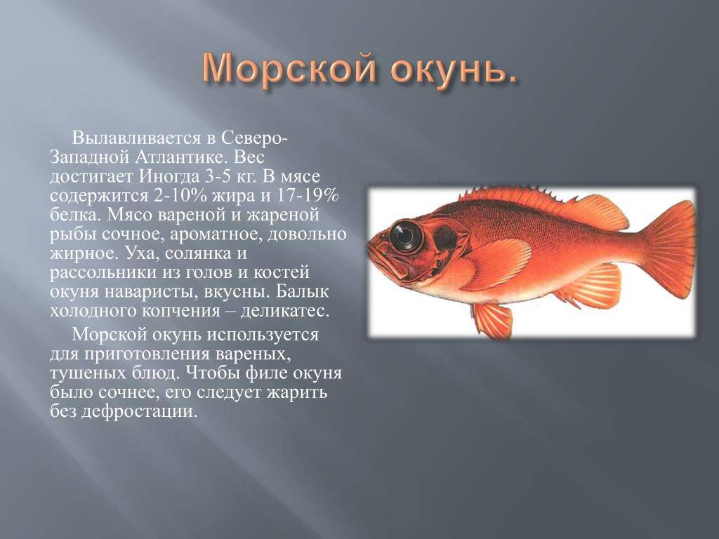 ✅ окунь морской красный калорийность на 100. морской окунь — польза и вред нежирной рыбы - sundaria.su