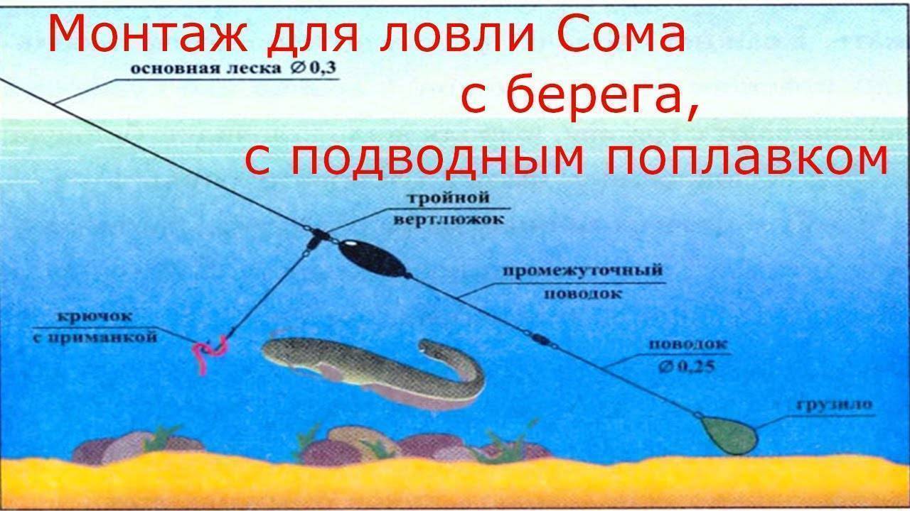 Наживка на сома: лучшая наживка для ловли сома весной, летом и осенью