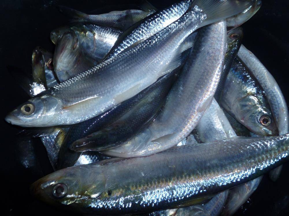 Донская селёдка жареная (don cossack fried herring) - вкусные заметки