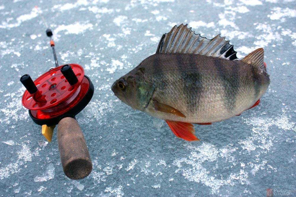 Ловля со льда: о поиске зимней рыбы и её ужении