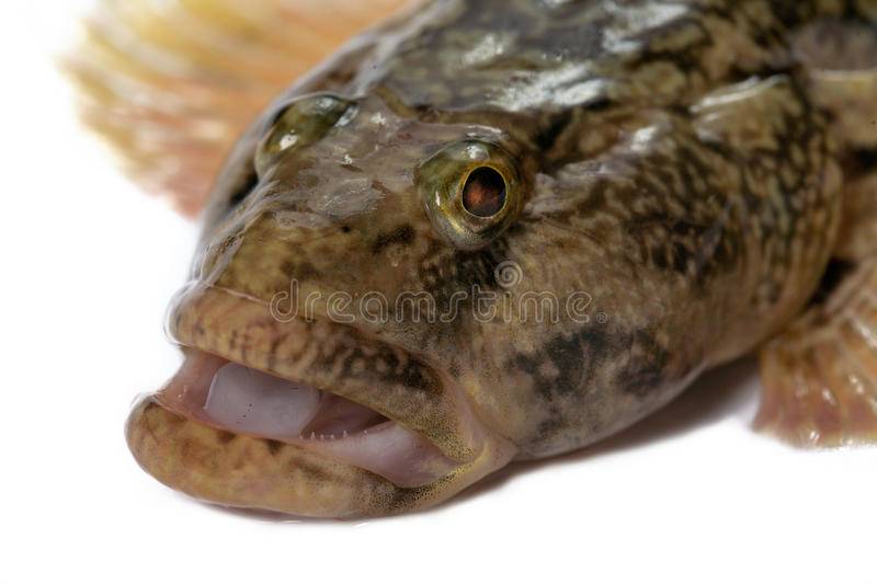 Рыба «Бычок-кнут» фото и описание