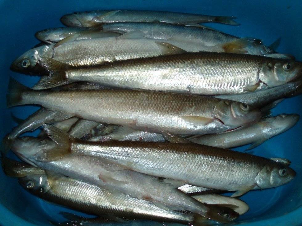 Ленок фото и описание – каталог рыб, смотреть онлайн