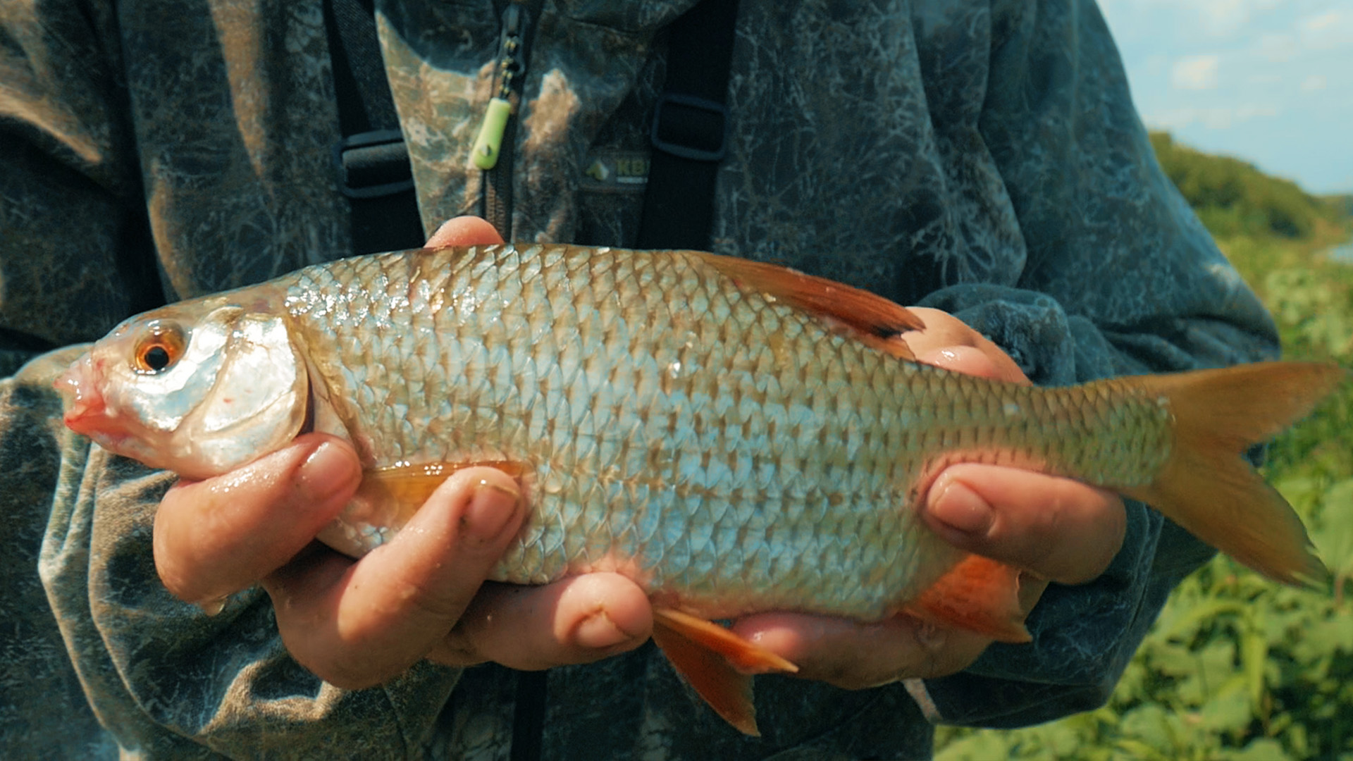 Горох для рыбалки: какая рыба клюет, прикормки из гороховой муки своими руками