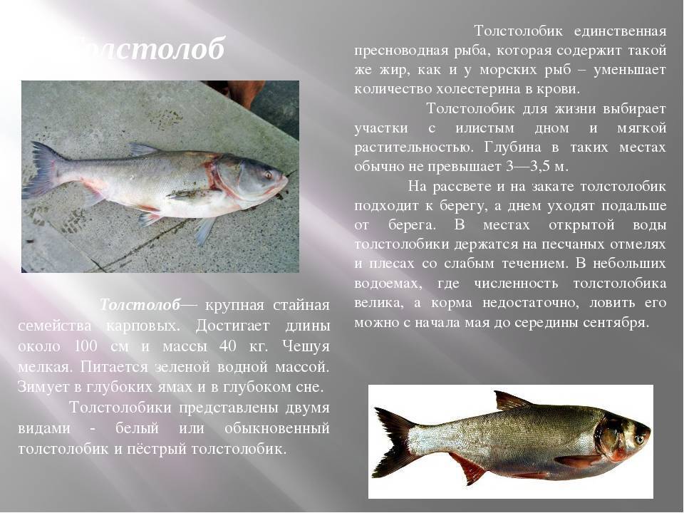 Толстолобик (белый, пестрый): что это за рыба, как выглядит