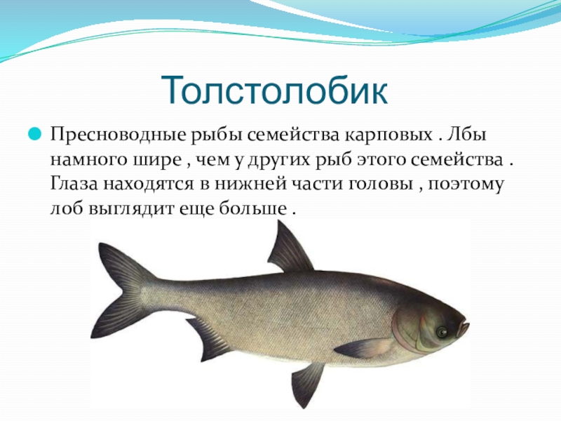 Толстолобик: польза, вред и калорийность | food and health