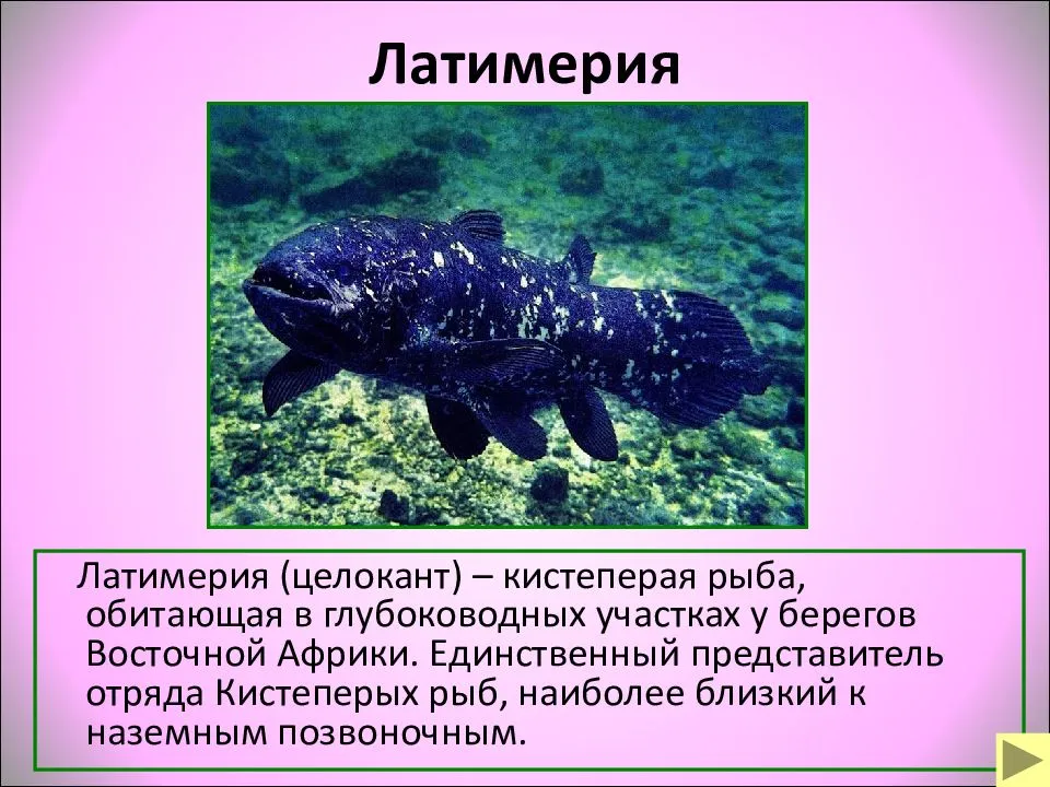 Латимерия. невероятная история чудо-рыбы - живой космос