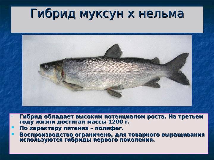 Рыба «нельма» фото и описание