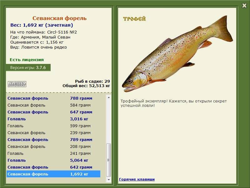 Форель ручьевая фото и описание – каталог рыб, смотреть онлайн