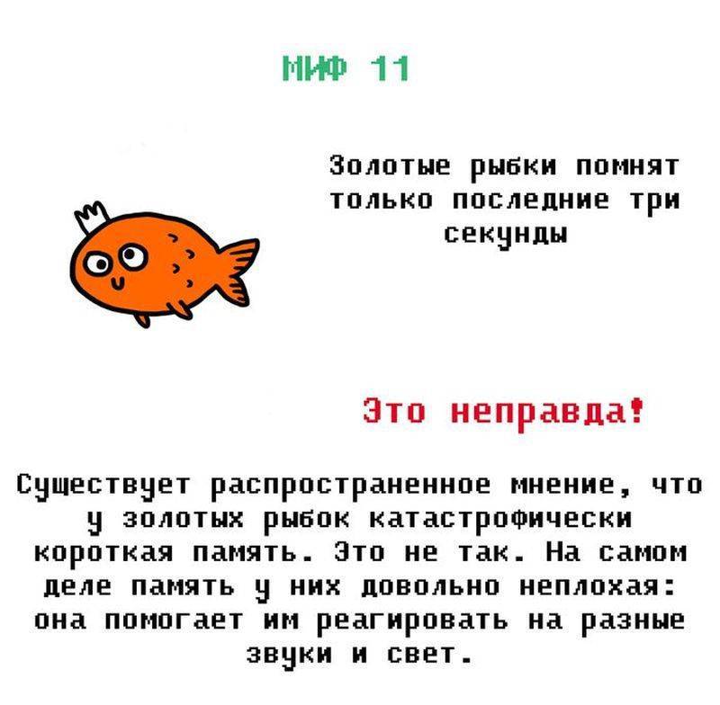 Память как у рыбки: есть ли, какая и сколько длится секунд