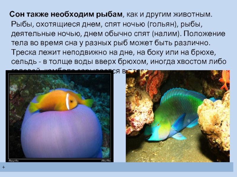 Как спят рыбы в воде: особенности сна рыб от их физиологического строения