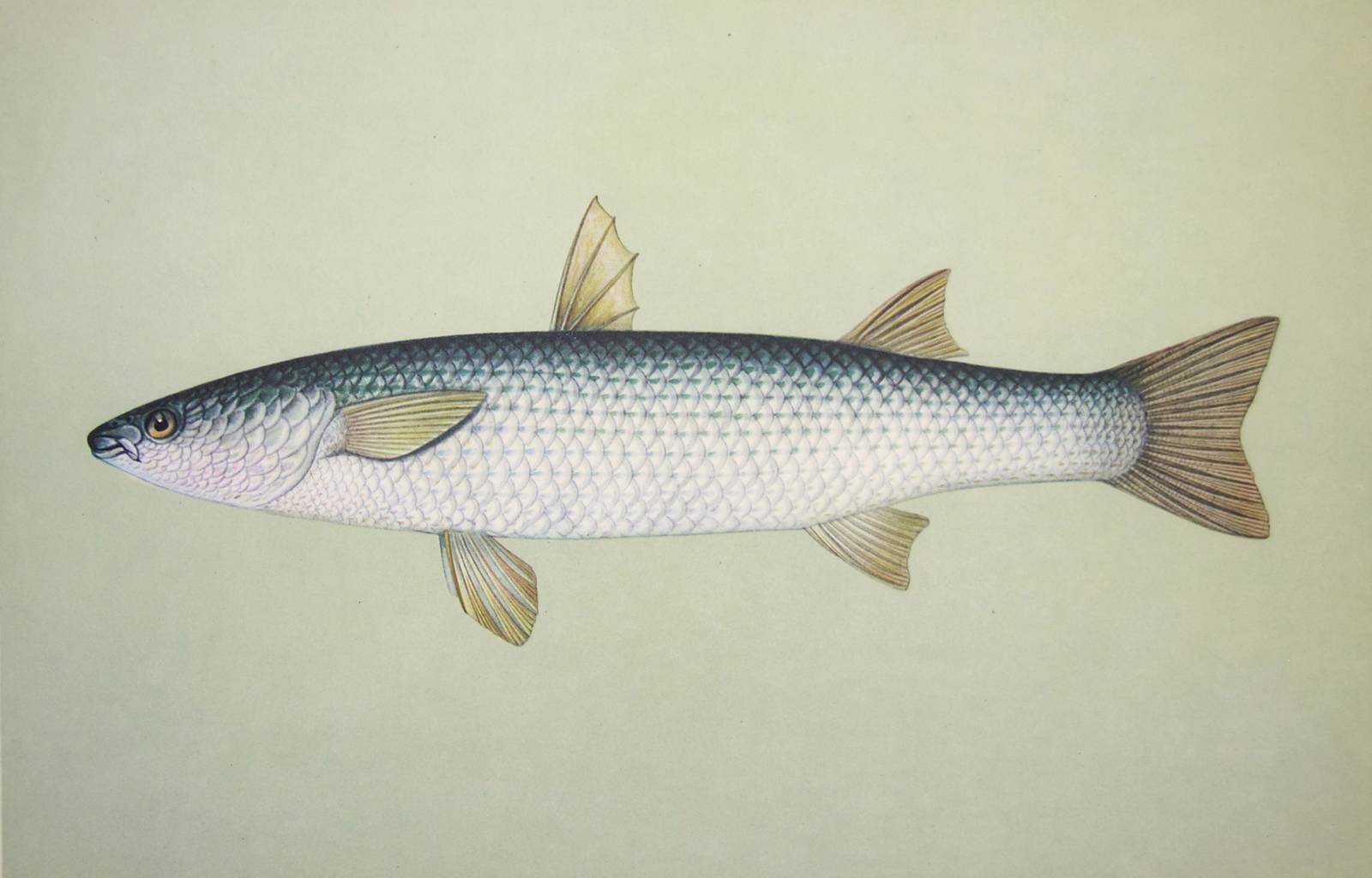Рыба лобань — описание, особенности ловли, рецепты, польза и вред