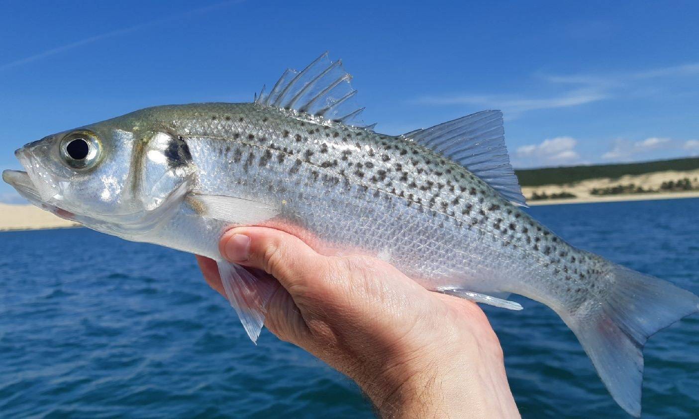 Лаврак полосатый фото и описание – каталог рыб, смотреть онлайн