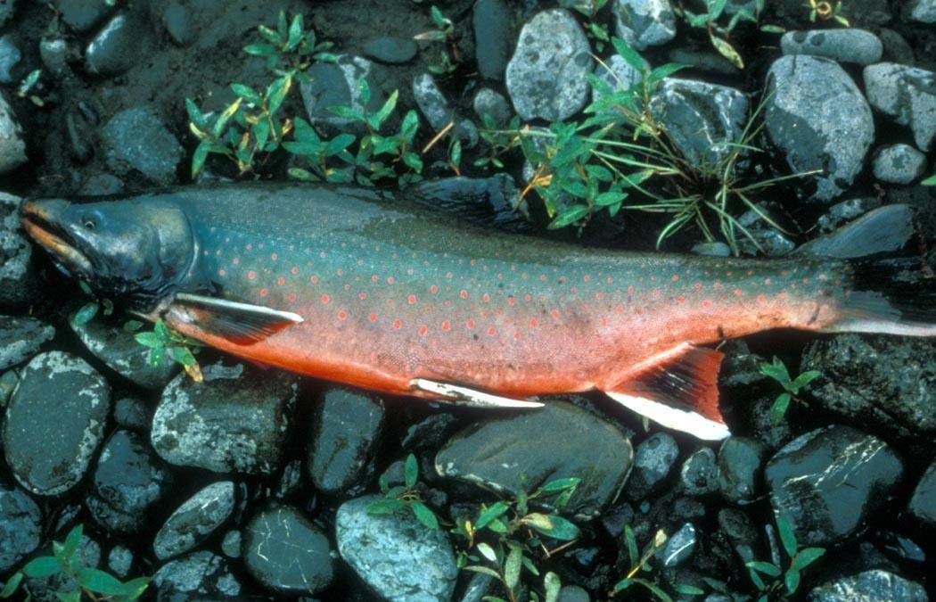 Голец арктический фото и описание – каталог рыб, смотреть онлайн